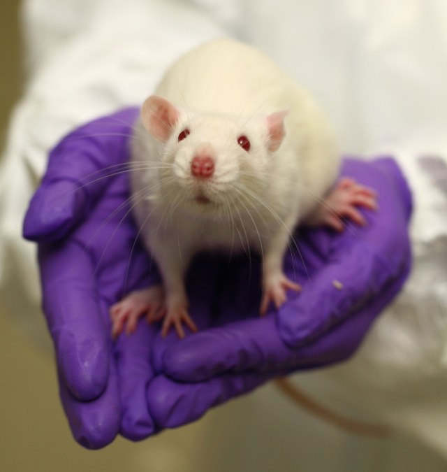 Credit: Understanding Animal Research